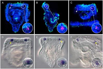 Non-directional Photoreceptors in the Pluteus of Strongylocentrotus purpuratus